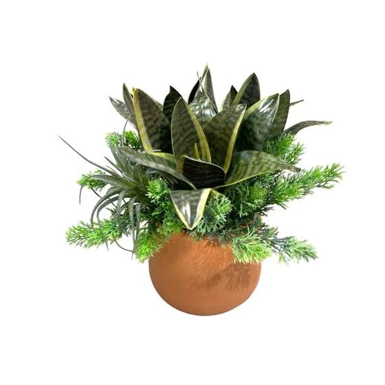 Artificial Sansevieria Arrangement with Mini Air Plant - Terracotta Ceramic Pot by masons home decor singapore