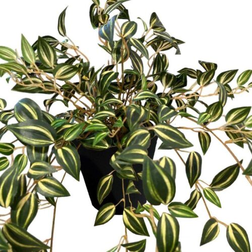 Artificial Yellow Green Wandering Jew Bush (Without Wooden Stand) - Black Pot by masons home decor singapore