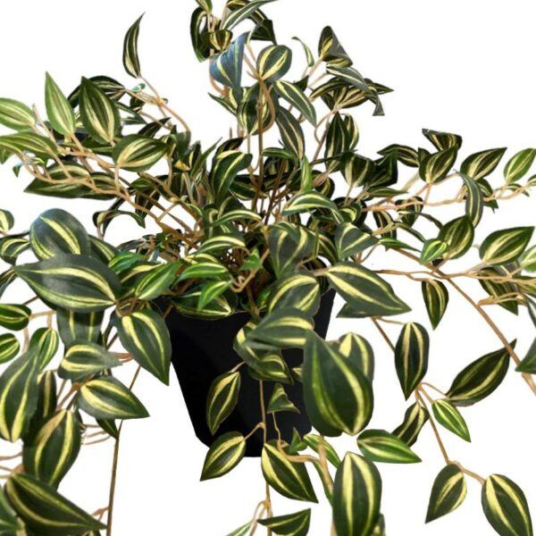 Artificial Yellow Green Wandering Jew Bush - 0.3m - Pot Black