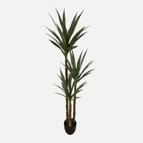 Artificial Yucca - 1.6m - Basic Black Pot by masons home decor singapore