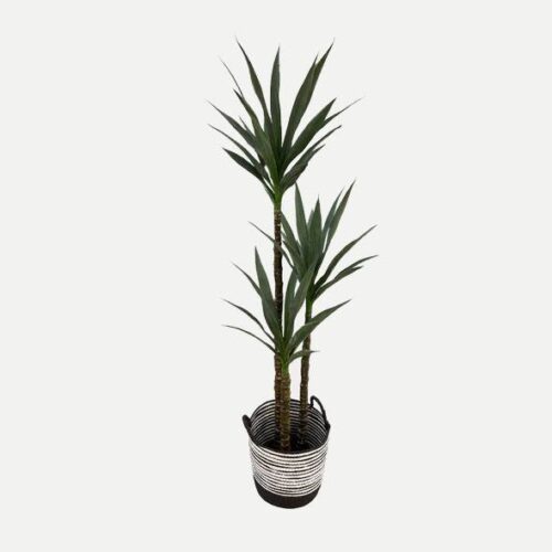 Artificial Yucca - 1.6m - Basket Black and White