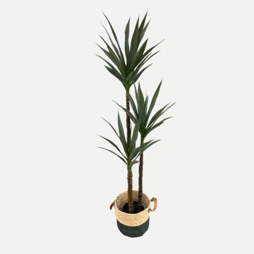 Artificial Yucca - 1.6m - Basket Brown and Blue