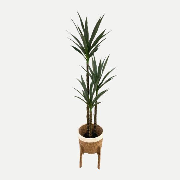 Artificial Yucca - 1.6m - Basket (With Wooden Stand) White and Brown