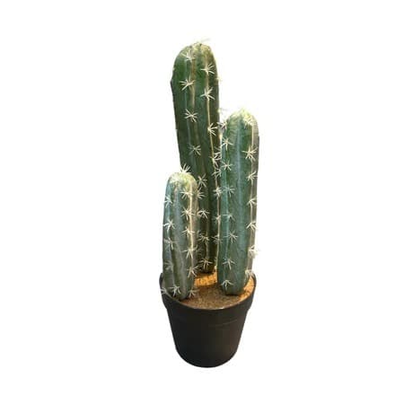 Dagger Cactus - Black Basic Plastic Pot by masons home decor singapore