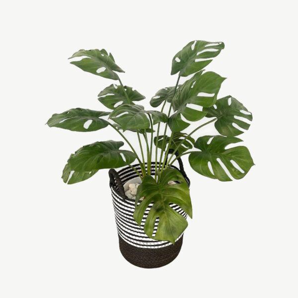 Monstera Plant - 0.55m - Basket Black and White