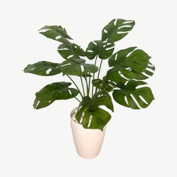 Monstera Plant - White Melanin Pot with White Stones by masons home decor singapore