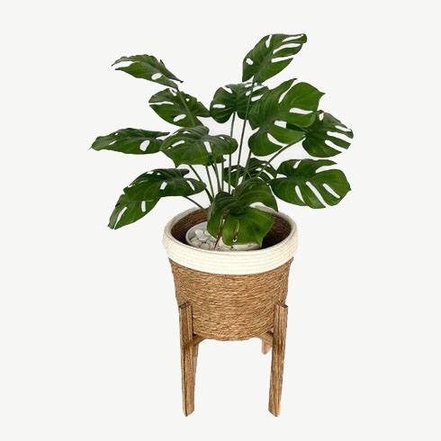 Monstera Plant - White and Brown Basket with Stand by masons home decor singapore